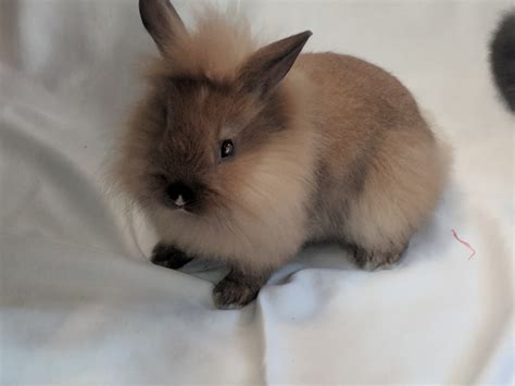 lionhead bunny price